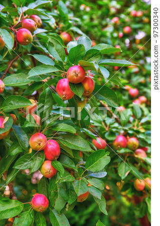 Closeup of red apples ripening on a tree with vibrant leaves in a sustainable orchard on a farm in remote countryside. Growing fresh, healthy fruit produce for nutrition on an agricultural farmland 97300340