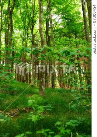 Wild birch trees growing in a forest with green plants and shrubs. Scenic landscape of tall wooden trunks with lush leaves in nature at spring. Peaceful and magical views in the park, woods or jungle Wild birch trees growing in a forest with green plants and shrubs. Scenic landscape of tall wooden trunks with lush leaves in nature at spring. Peaceful and magical views in the park, woods or jungle 97300454