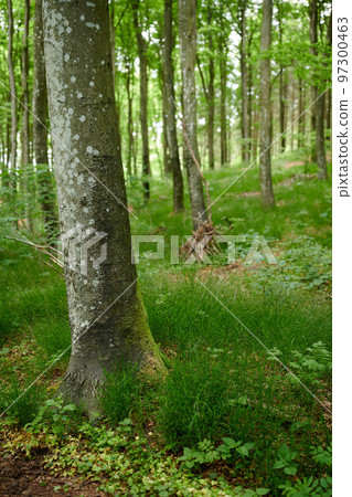 Environmental nature conservation and reserve of a birch tree forest in a remote woods. Landscape view of hardwood trees and plants growing in a quiet, serene and peaceful countryside with lush flora 97300463