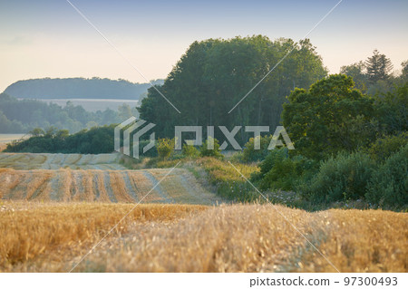 Peaceful farm landscape of wheat fields in the countryside after harvest in summer. Golden straw growing in nature next to a lush forest in rural farmland outside during the day with copy space. Peaceful farm landscape of wheat fields in the countryside after harvest in summer. Golden straw growing in nature next to a lush forest in rural farmland outside during the day with copy space. 97300493