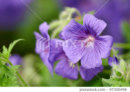 Purple cranesbill geranium flowers growing in a botanical garden on a sunny day outside. Closeup of beautiful plants with vibrant violet petals blooming and blossoming in spring in a lush environment Purple cranesbill geranium flowers growing in a botanical garden on a sunny day outside. Closeup of beautiful plants with vibrant violet petals blooming and blossoming in spring in a lush environment 97300496