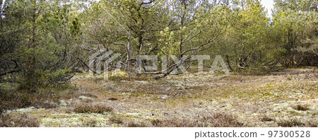 Bushes of dry and arid trees and plants in a forest. Rural and remote landscape with background of dense and uncultivated land. Weathered and barren shrubs in the wilderness 97300528