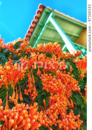 Closeup of an orange flame vine with lush green foliage growing outside in a home garden from below. Pyrostegia venusta plant thriving in a yard of a house on a bright and sunny summer or spring day Closeup of an orange flame vine with lush green foliage growing outside in a home garden from below. Pyrostegia venusta plant thriving in a yard of a house on a bright and sunny summer or spring day 97300583