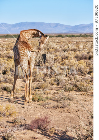 Giraffe in a savannah in South Africa from the back on a sunny day against a blue sky copyspace background. One tall wild animal with long neck spotted on a safari in a dry and deserted national park Giraffe in a savannah in South Africa from the back on a sunny day against a blue sky copyspace background. One tall wild animal with long neck spotted on a safari in a dry and deserted national park 97300620