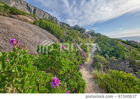 Flowers, plants, and trees along a trail on the mountain in South Africa, Western Cape in summer. Landscape view of beautiful flowers, bushes and greenery growing in a natural environment in spring 97300637