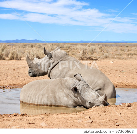 Two black rhinos taking a cooling mud bath in a dry sand wildlife reserve in a hot safari area in Africa. Protecting endangered African rhinoceros from poachers and hunters and exploitation of horns Two black rhinos taking a cooling mud bath in a dry sand wildlife reserve in a hot safari area in Africa. Protecting endangered African rhinoceros from poachers and hunters and exploitation of horns 97300668