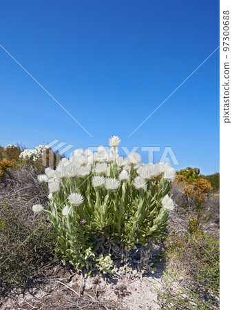 Copy space with white syncarpha argyropsis flowers growing in serene and wild nature reserve in Cape Town, South Africa. Green fynbos bushes or shrubs with flora and plants in summer against blue sky 97300688