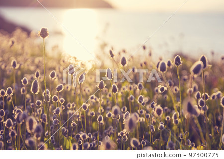 Sunny meadow Sunny meadow 97300775