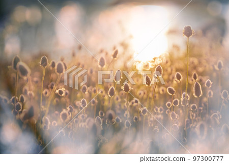 Sunny meadow Sunny meadow 97300777