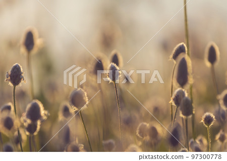 Sunny meadow 97300778