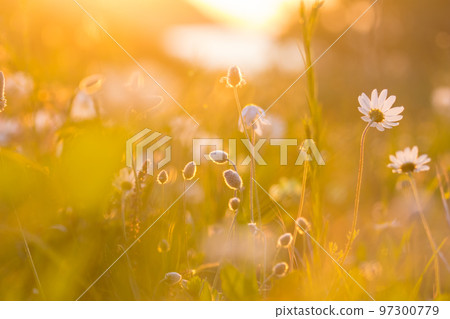 Sunny meadow Sunny meadow 97300779