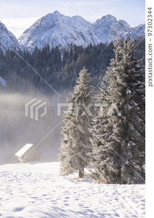 Pines in the snow 97302344