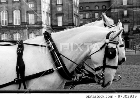 Vintage view of horse riding in Royal Stables, Copenhagen 97302939