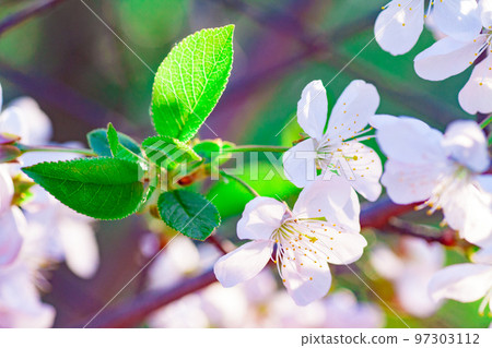 beautiful closeup spring blossoming tree beautiful closeup spring blossoming tree 97303112