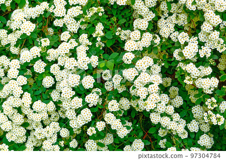 Green white delicate fresh flower carpet as background Green white delicate fresh flower carpet as background 97304784