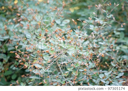 End of Hagi flower blooming/October 2022 End of Hagi flower blooming/October 2022 97305174