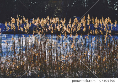 Dried cane reeds in winter in the warm rays of sunlight Dried cane reeds in winter in the warm rays of sunlight 97305190