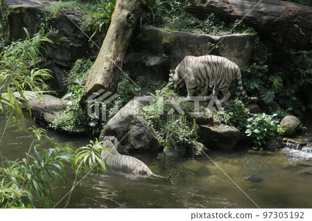 white tigers resting in singapor zoo white tigers resting in singapor zoo 97305192