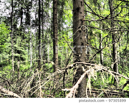 Taiga biome dominated by coniferous forests. Picea spruce, genus of coniferous evergreen trees in the Pine family Pinaceae. Russia, Karelia, Orzega. Dense forest. Terrible bowl. Wild deserted forest. Taiga biome dominated by coniferous forests. Picea spruce, genus of coniferous evergreen trees in the Pine family Pinaceae. Russia, Karelia, Orzega. Dense forest. Terrible bowl. Wild deserted forest. 97305899