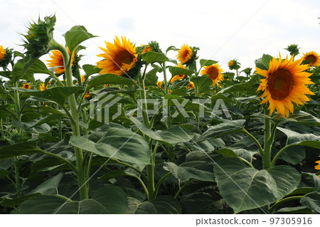 The Helianthus sunflower is a genus of plants in the Asteraceae family. Annual sunflower and tuberous sunflower. Agricultural field. Blooming bud with yellow petals. Furry leaves. Serbia skyline. 97305916