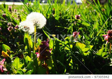 The dandelion Taraxacum is a genus of perennial herbaceous plants in the family Asteraceae. Type species of the genus - Dandelion officinalis. White volatile dandelion seeds in a meadow The dandelion Taraxacum is a genus of perennial herbaceous plants in the family Asteraceae. Type species of the genus - Dandelion officinalis. White volatile dandelion seeds in a meadow 97305942
