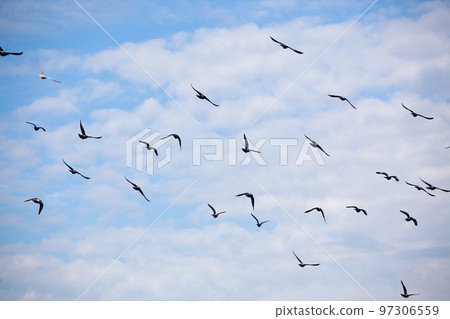 A flock of flying doves in the sky. A photo 97306559