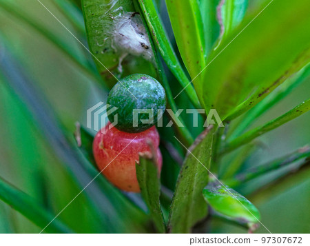 Inumaki Fruit and Red Flower Inumaki Fruit and Red Flower 97307672