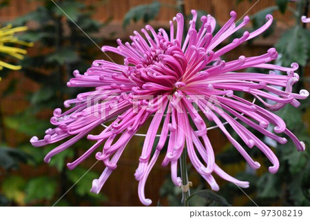 Large chrysanthemum at the chrysanthemum exhibition (pipe) pink 97308219