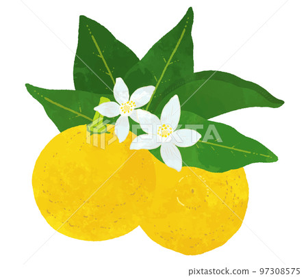 Yuzu illustration material with leaves and flowers Yuzu illustration material with leaves and flowers 97308575