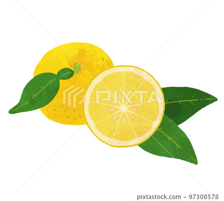 Illustration material of sliced yuzu 97308578