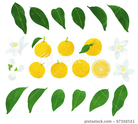 Yuzu illustration material set Yuzu illustration material set 97308581