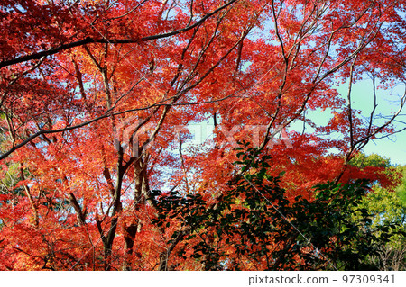 Goto山秋葉 Goto山秋葉 97309341