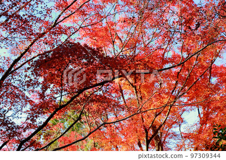 Goto山秋葉 97309344