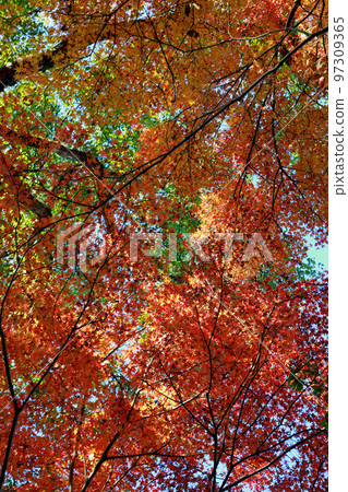 Goto山秋葉 97309365