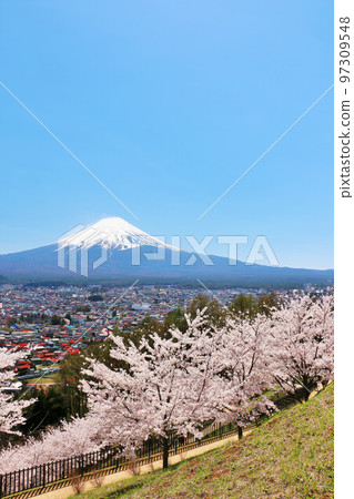 Mt. Fuji and cherry blossoms in spring 97309548