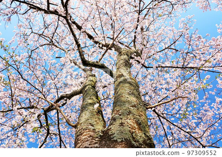 春天美麗的櫻花 春天美麗的櫻花 97309552