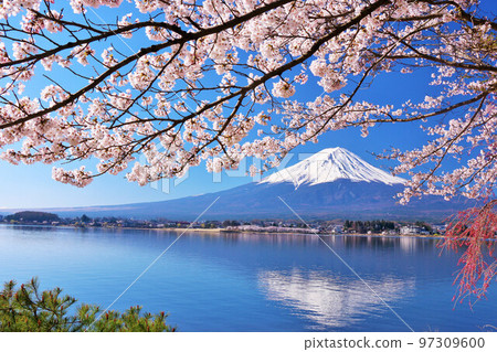 日本的春天富士和櫻花 97309600