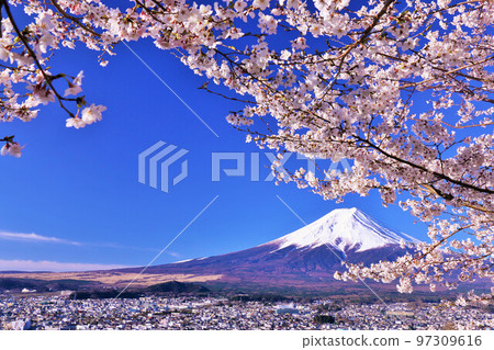 Spring Fuji in Japan and cherry blossoms 97309616