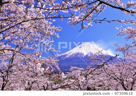 日本的春天富士和櫻花 日本的春天富士和櫻花 97309618