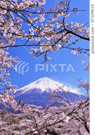 日本的春天富士和櫻花 日本的春天富士和櫻花 97309619