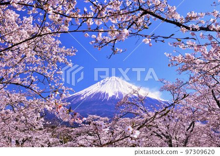 日本的春天富士和櫻花 日本的春天富士和櫻花 97309620