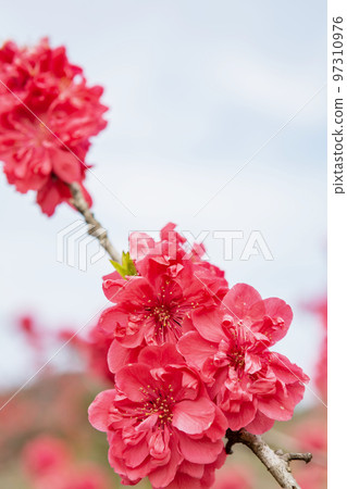 紅桃花 97310976