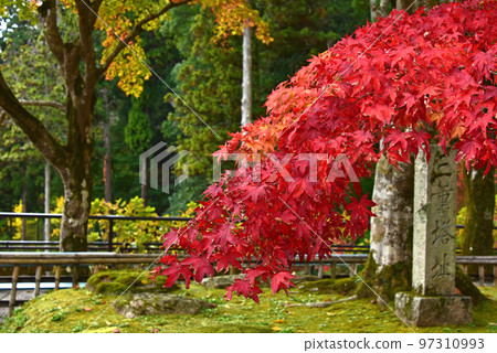 Autumn leaves in Nara Autumn leaves at Hasedera Temple 97310993