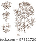 Rue Plant and Leaves in Hand Drawn Style 97311720