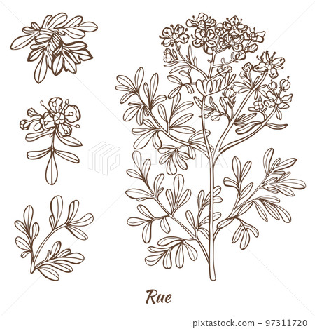 Rue Plant and Leaves in Hand Drawn Style Rue Plant and Leaves in Hand Drawn Style 97311720