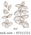 Basil Plant and Leaves in Hand Drawn Style 97311721