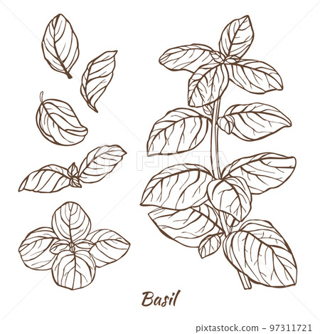Basil Plant and Leaves in Hand Drawn Style 97311721