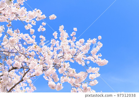 盛開的染井吉野（空背景） 97312038