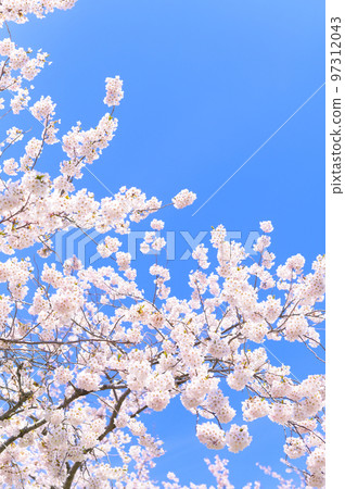 盛開的染井吉野（空背景） 97312043