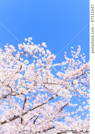 盛開的染井吉野(空背景) 盛開的染井吉野(空背景) 97312047
